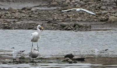 Great White Egret