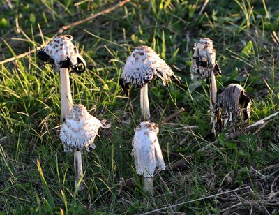 Shaggy Inkcap