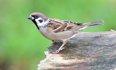 Tree Sparrow