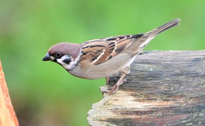 Tree Sparrow