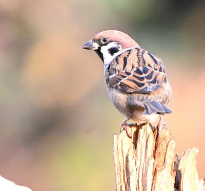 Tree Sparrow