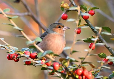 Chaffinch
