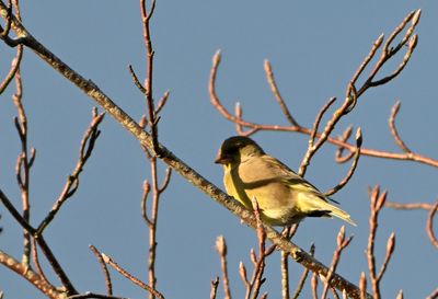 Greenfinch