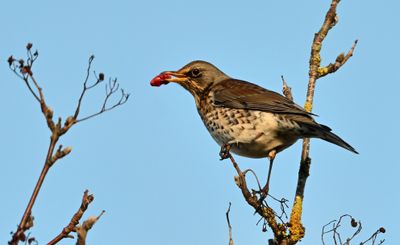 Fieldfare