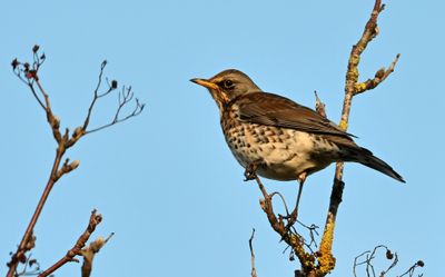 Fieldfare