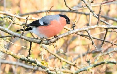 October-November 2025