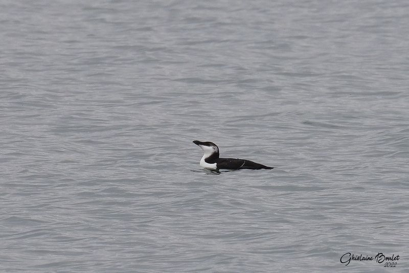 Petit Pingouin (Razorbill)