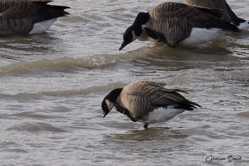 Bernache de Hutchins (Cackling Goose)