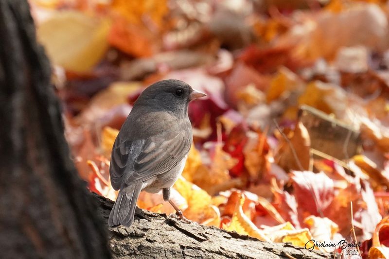 Junco ardois (Dark-eyed Junco)