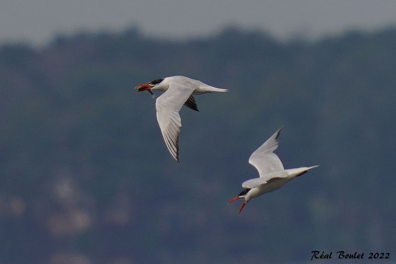 Sterne caspienne (Caspian Tern)