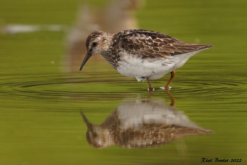 Bcasseau minuscule (Least Sandpiper)