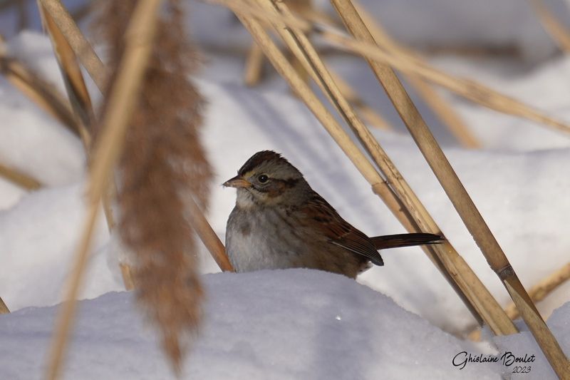 Bruant des marais (Swamp Sparrow) 