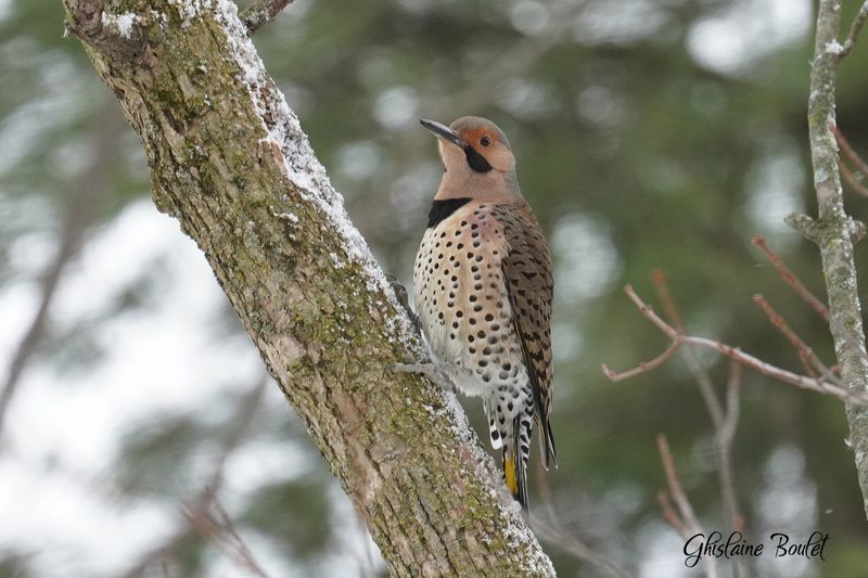 Pic flamboyant (Northern Flicker) 