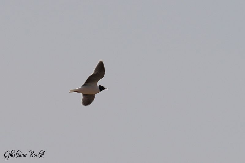 Mouette pygme (Little Gull)