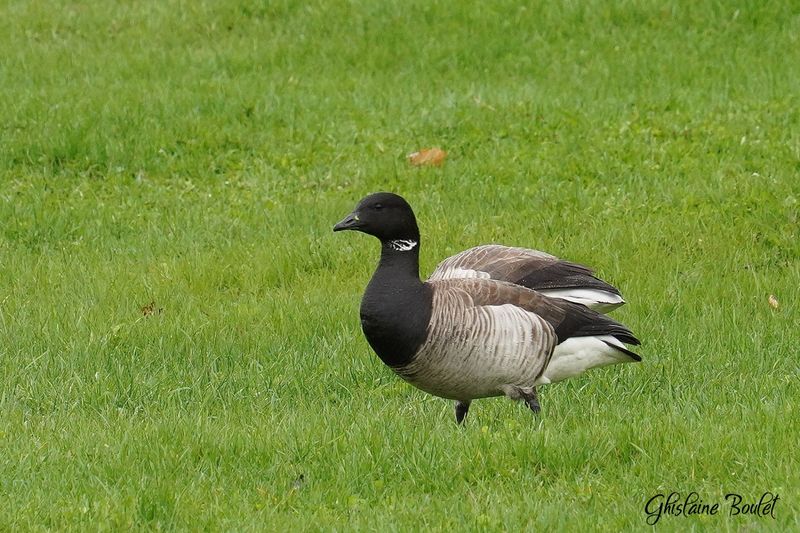 Bernache cravant (Brant)