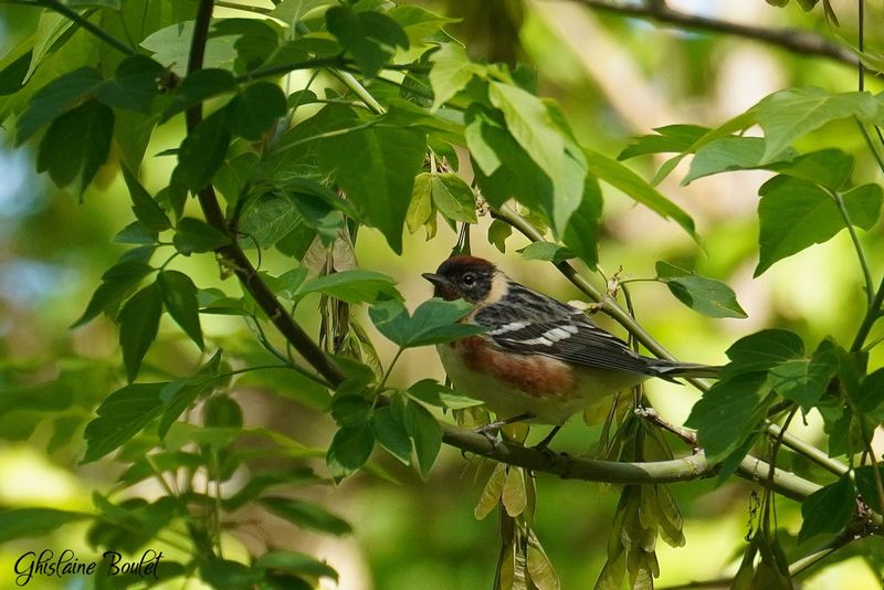 Paruline  poitrine baie (Bay-breasted Warbler)