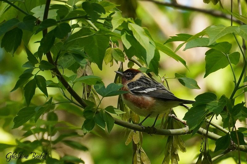 Paruline  poitrine baie (Bay-breasted Warbler)