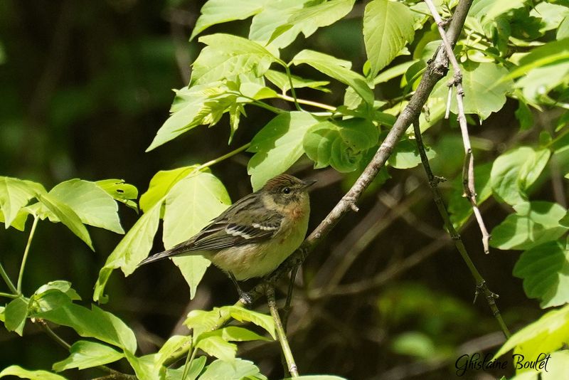 Paruline  poitrine baie (Bay-breasted Warbler)