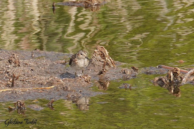 Bcasseau minuscule (Least Sandpiper)