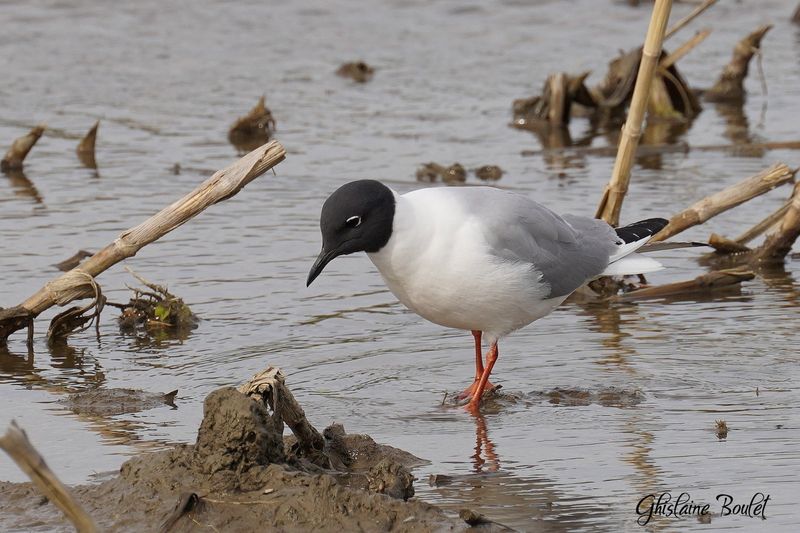 Mouette de Bonaparte (Bonapartes Gull)