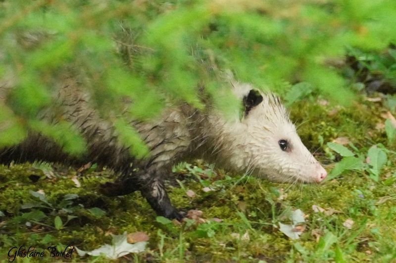 Opossum