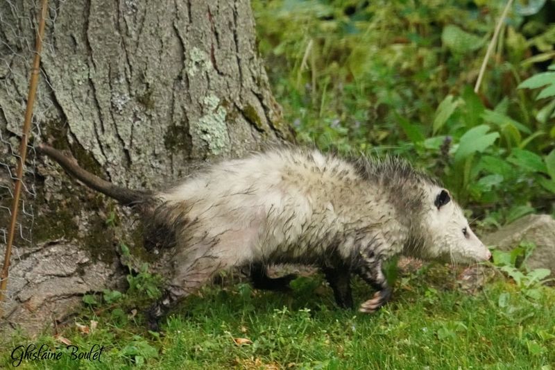 Opossum