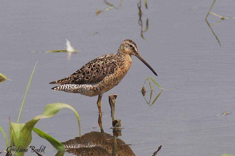 Bcassin roux (Short-billed Dowitcher)