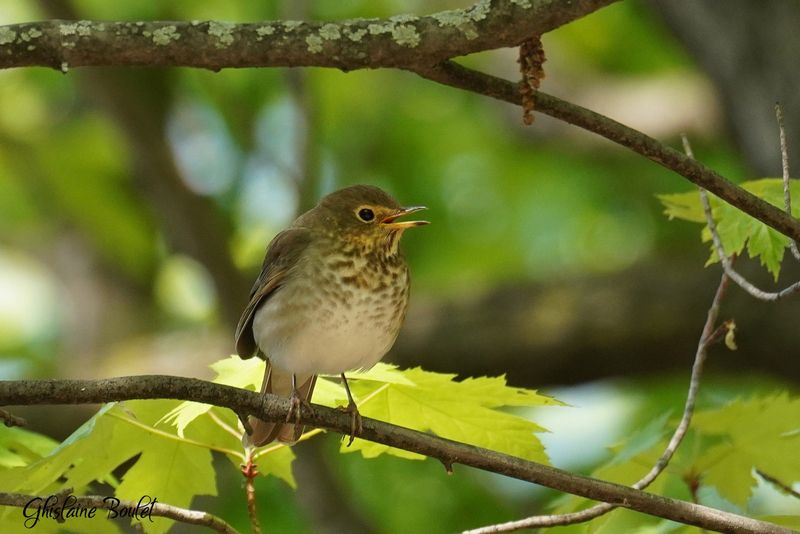 Grive  dos olive (Swainsons Thrush)