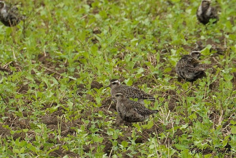 Pluvier bronz (Lesser Golden-Plover)