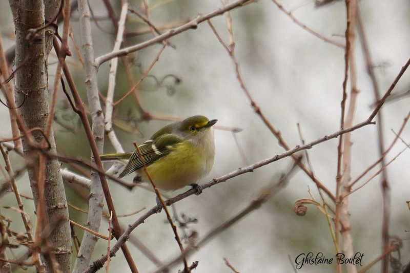 Viro aux yeux blancs (White-eyed Vireo)