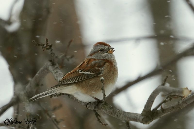 Bruant hudsonnien (American Tree Sparrow)