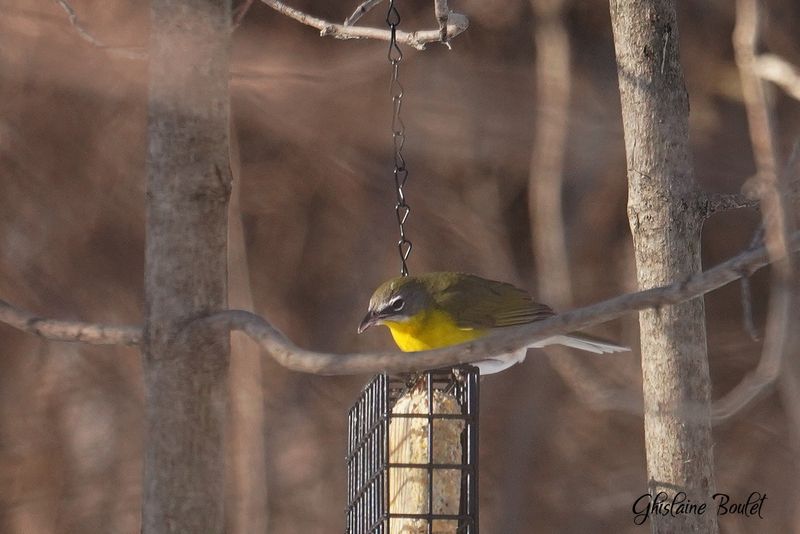 Ictrie polyglotte (Yellow-breasted Chat)