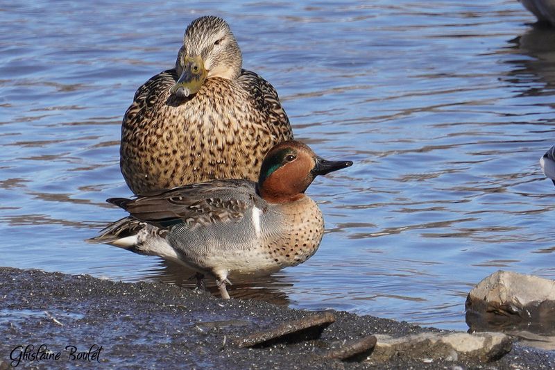 Sarcelle dhiver (Green-winged Teal)