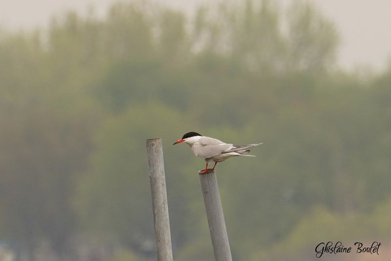 Sterne pierregarrin (Common Tern)