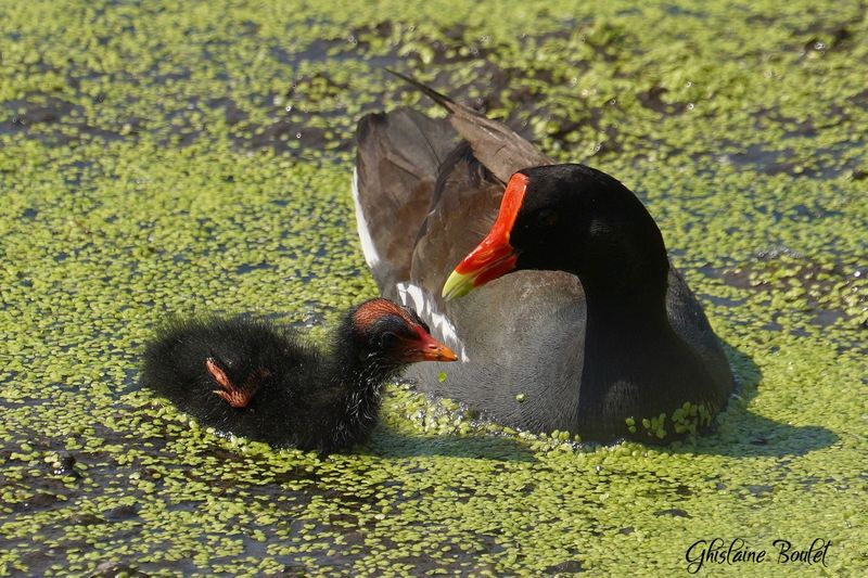 Gallinule dAmrique (Common Moorhen)