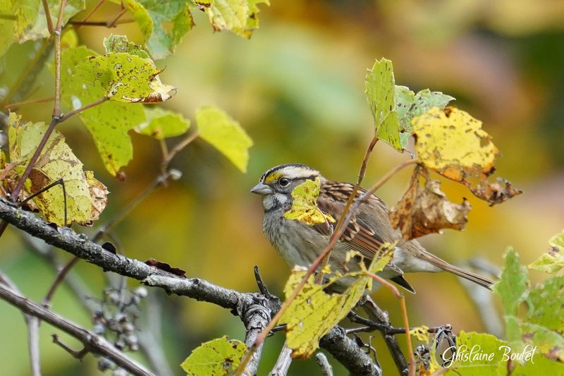 Bruant  gorge blanche (White-throated Sparrow)