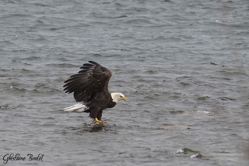 Pygargue  tte blanche (Bald Eagle)