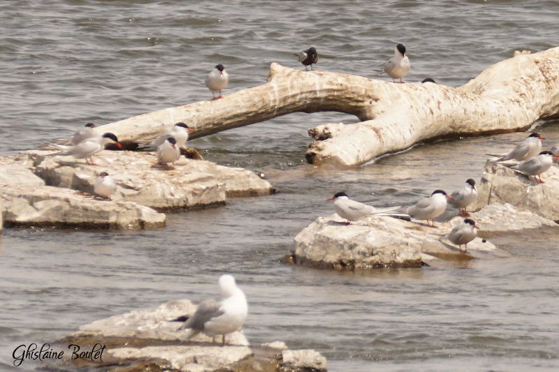Sterne arctique (Artic Tern)