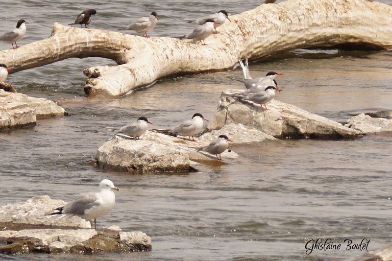 Sterne arctique (Artic Tern)