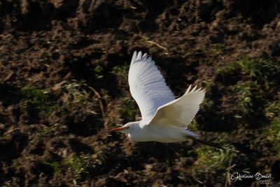 Hron garde-boeuf (Cattle Egret)