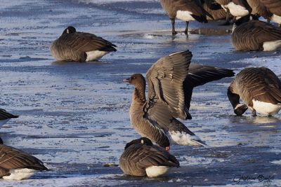 Oie  bec court (Pink-footed Goose)