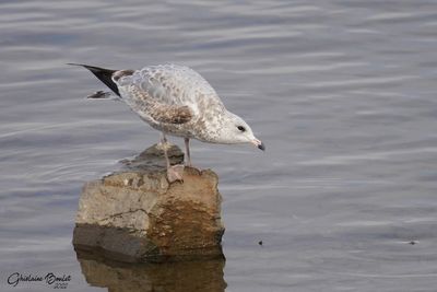 Goland  bec cercle (Ring-billed Gull)