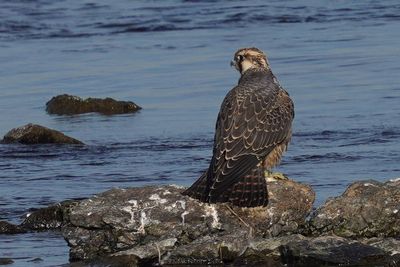 Faucon plerin (Peregrine Falcon)