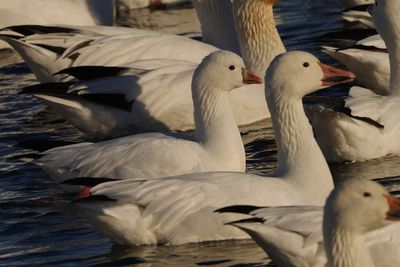 Oie de Ross (Ross's Goose)