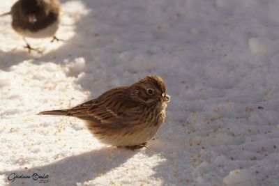 Bruant vesperal (Vesper Sparrow) 