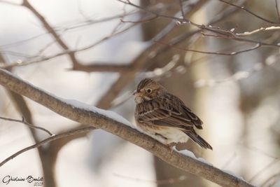 Bruant vesperal (Vesper Sparrow)