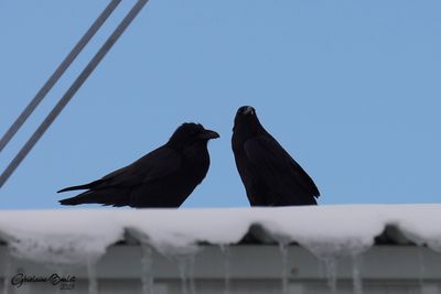 Grand Corbeau (Common Raven)