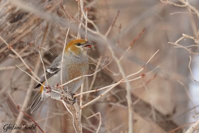 Durbec des sapins (Pine Grosbeak)