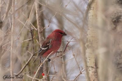 Durbec des sapins (Pine Grosbeak)