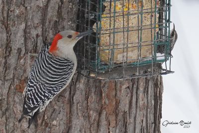 Pic  ventre roux (Red-bellied Woodpecker)